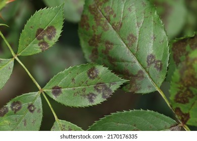 The rose black spot disease caused by the fungus Diplocarpon rosae. The black spots on the rose leaves are circular with a perforated edge. Damaged rose plant. - Shutterstock ID 2170176335