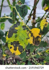 The Rose Black Spot Disease Caused By The Fungus Diplocarpon Rosae. The Black Spots On The Rose Leaves Are Circular With A Perforated Edge. Damaged Rose Plant.