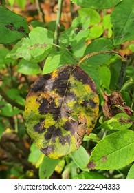 The Rose Black Spot Disease Caused By The Fungus Diplocarpon Rosae. The Black Spots On The Rose Leaves Are Circular With A Perforated Edge. Damaged Rose Plant.