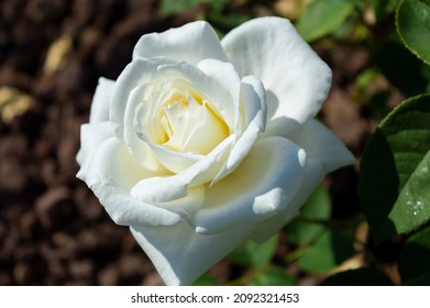 Rose Blanche Neige White roses in the park garden - Shutterstock ID 2092321453