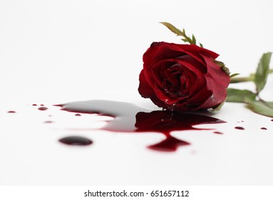 rose and  blood splashed on white background
