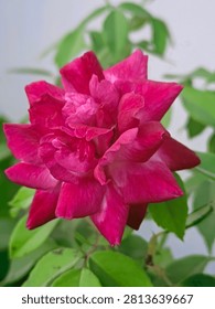 a rose blooming between light and shadow become a living masterpiece
