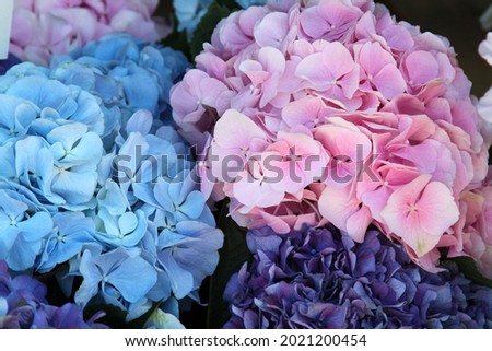 Rose and blue hydrangea. High quality photo. Selective focus
