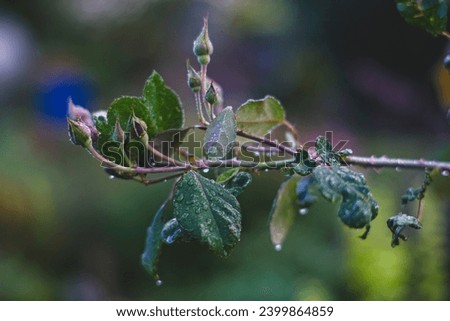 rose branch with young buds in rainy weather. Waterdrops on leaves