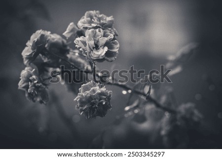 Similar – Image, Stock Photo Rose blossom after the big rain