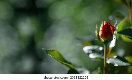 Rose bud close up.Flower accent. - Powered by Shutterstock