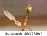 Rose bud at my garden 
Canon 80D