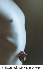 The rose Bud on the background of the male bare chest in a beautiful sensuous light. The rose touches the male body