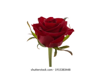 Rose Bud On White Background