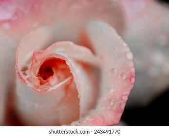 A Rose Bud Opening