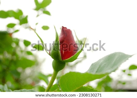 Rose buds bloom on a bush. Beautiful rosebud on a bush. Red rose in bud. Young rosebud of red color.