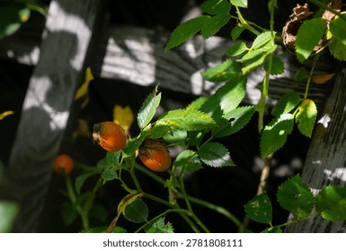 Rose buds developing into life as a flower