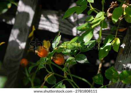 Rose buds developing into life as a flower