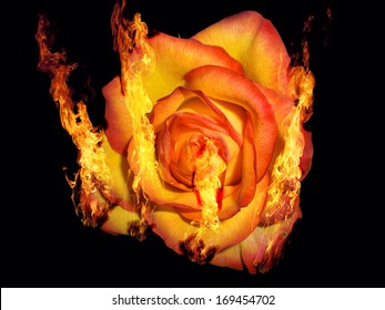 Rose Burning