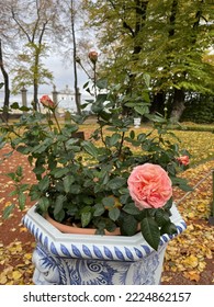 Rose Bush In The Autumn City Park