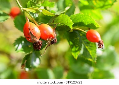 Rose bush with berries. (pometum)  Rosehip.
Autumn harvest time to prepare a healthy domestic tea