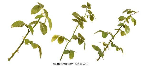 Rose Bush Branch Isolated On White Background