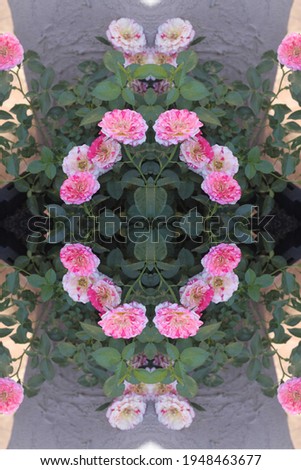 Similar – Image, Stock Photo Lavender bushes closeup on sunset. Sunset gleam over purple flowers of lavender. Bushes on the center of picture and sun light on the top left.