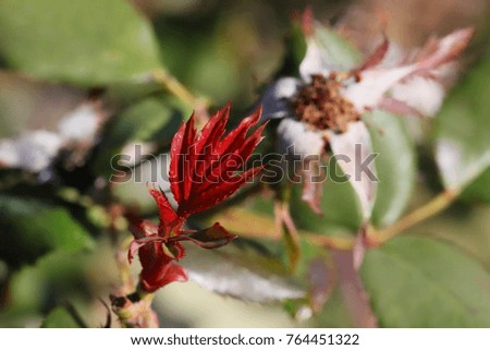 Similar – Image, Stock Photo Rose dries up Plant Flower