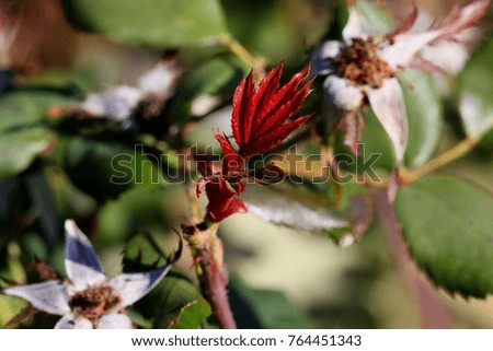 Similar – Image, Stock Photo Rose dries up Plant Flower