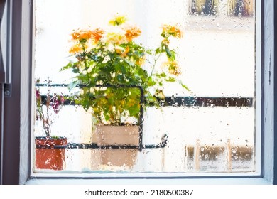 Rose Bush In A Flower Pot On