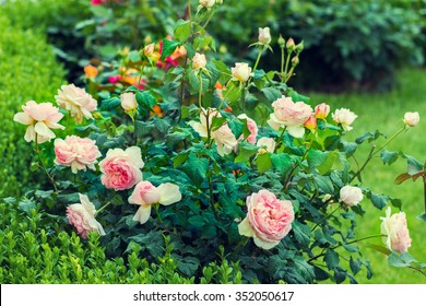 Rose Bush In The Garden