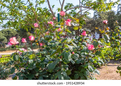 Flowering Thorny Shrub Images Stock Photos Vectors Shutterstock