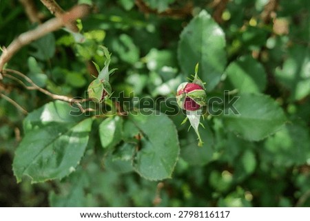 Rose bush stems with sharp thorns and a developing flower bud. Close-up of natural plant structure showing growth, texture, and botanical detail in a garden setting