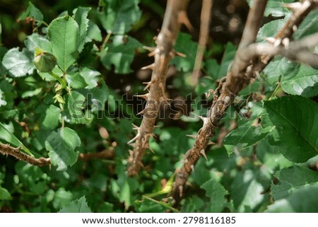 Rose bush stems with sharp thorns and a developing flower bud. Close-up of natural plant structure showing growth, texture, and botanical detail in a garden setting