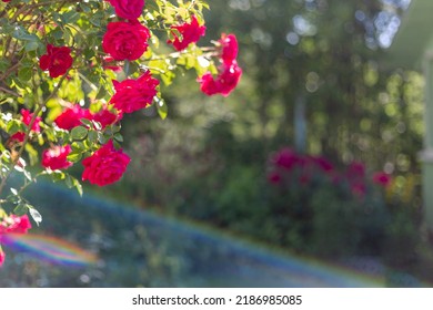 A Rose Bush In The Summer Garden. Congratulations. Holiday. Birthday. Soft Focus. Wallpaper. Copy Space