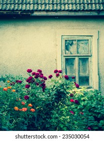 Rose Bushes With Broken Window Of An Old Abandoned House In The Background. Retro Style Effect