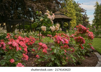 Rose Bushes With A Pergola In The Background