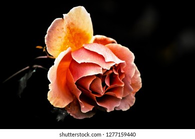 120 Romeo And Juliet Roses Images, Stock Photos & Vectors | Shutterstock