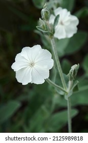 Rose campion (Silene coronaria). Called Dusty miller, Mullein-pink and Bloody William also. Another botanical name is Lychnis coronaria.