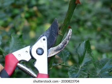 Rose Care. How To Prune, Cut The Roses Properly. A Close-up Of Cutting A Rose Stem With Sharp Pruning Shears At A 45-degree Angle.