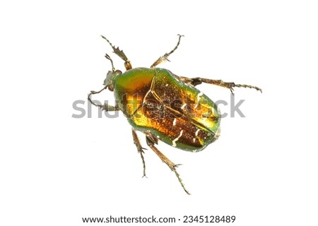 Rose chafer (Cetonia aurata) isolated on a white background
