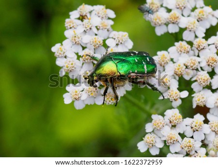The rose chafer, the green rose chafer