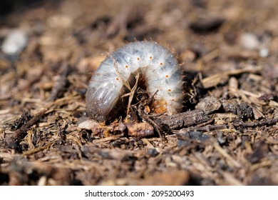 Rose Chafer Larva. Close Up Of The Insect. Rose Chafer Grub. Pests In The Garden.	