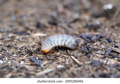 Rose Chafer Larva. Close Up Of The Insect. Rose Chafer Grub. Pests In The Garden.	