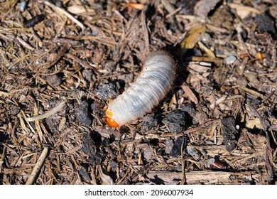 Rose Chafer Larva. Close Up Of The Insect. Rose Chafer Grub. Pests In The Garden.	