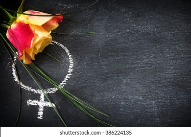 Rose And A Chalk Drawn Female Sign On A Blackboard, Concept Of  Women's Day,  Rights And Feminism, Copy Space