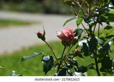 la rosa Chip 'n' Dale crece y florece en el jardín en verano