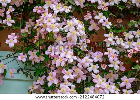 Rose Clematis flowers near house wall. Beautiful flowering Clematis Montana blooms background. Many clematis flower with yellow finger stamens in sunny day.