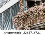 Rose Clematis flowers on balcony. Beautiful flowering Clematis Montana blooms background.