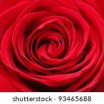rose close up