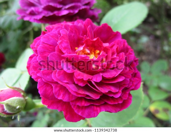 Rose Close Queen Elizabeth Park Rose Stock Photo Edit Now 1139342738