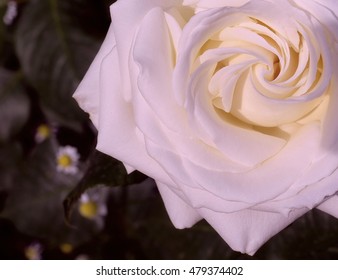 Rose closeup