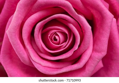 Rose close-up as background - Powered by Shutterstock