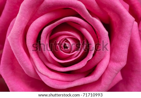 Rose close-up as background