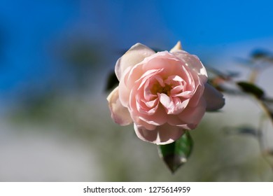 rose in closeup pattern